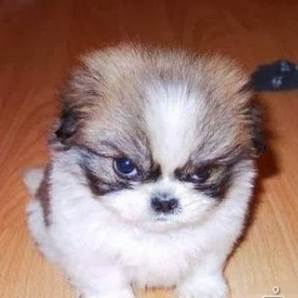 Meet your Posher, Li